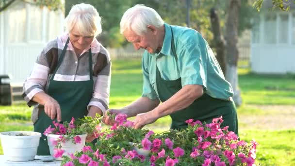 Senior tuinders werken met bloemen. — Stockvideo