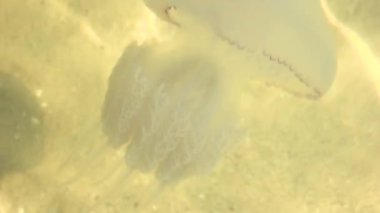 denizanası suyun içinde.