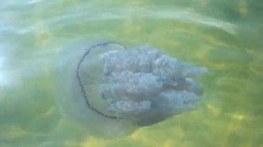 Denizanası, su ve güneş ışığı.