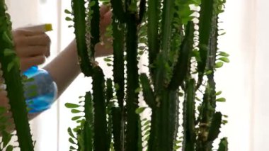 El su bitki Püskürtme.