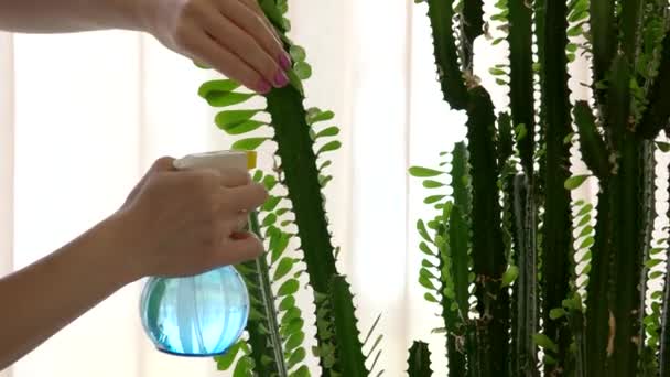 Kvinnlig hand vatten besprutning cactus. — Stockvideo