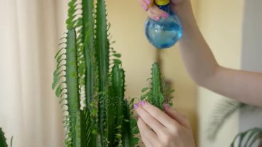 Eller su püskürtme kaktüs.