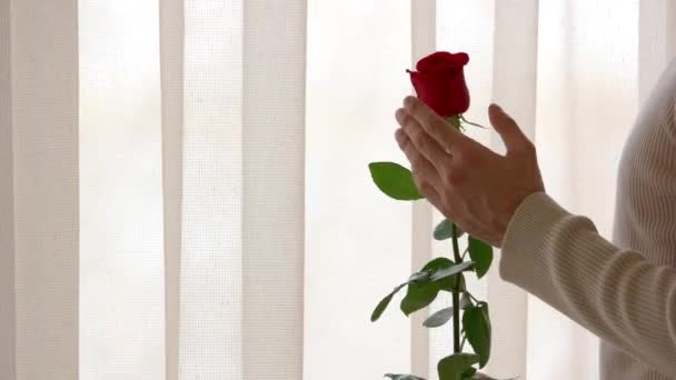 Мужская рука и красная роза . — стоковое видео