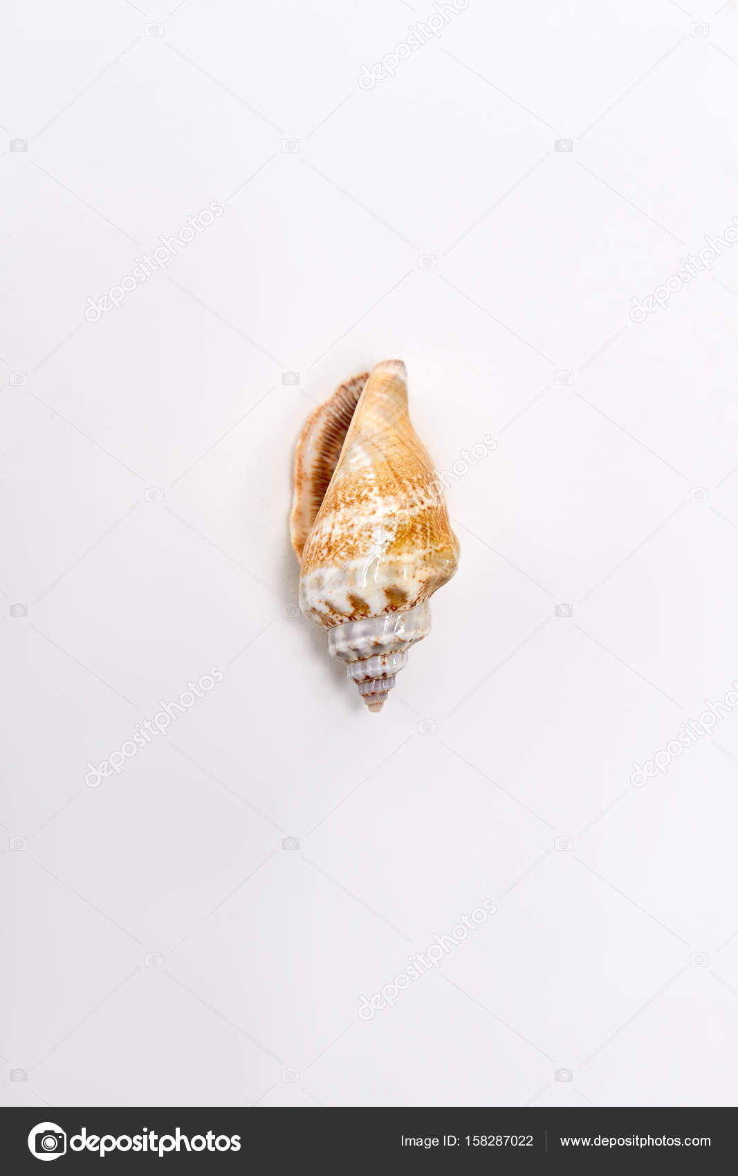 Collection Of Different Sea Shells. Small Ocean Objects On White