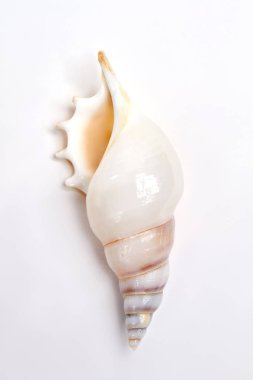 deniz kabuğu beyaz üzerine izole.