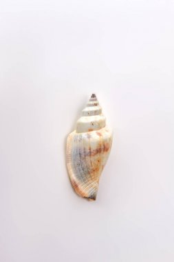 Deniz su, deniz kabuğu.