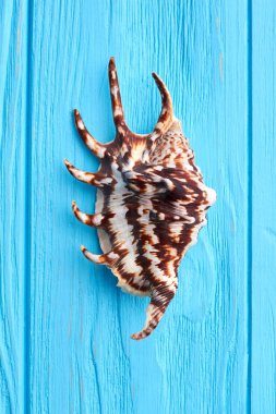 Egzotik deniz kabuğu yakın çekim.