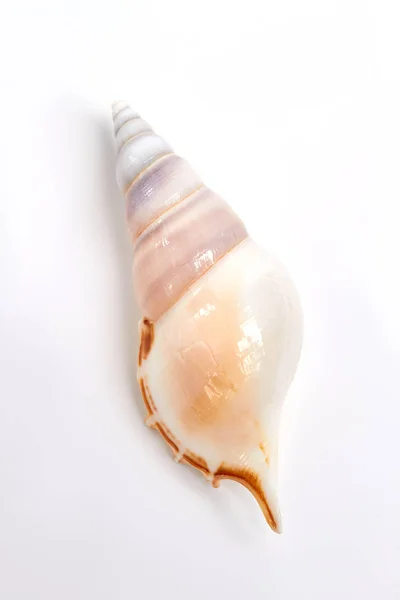 Geformte Meeresmuschel, weißer Hintergrund. — Stockfoto