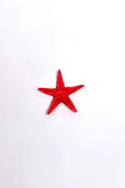 Stella marina rossa su sfondo bianco . — Foto Stock