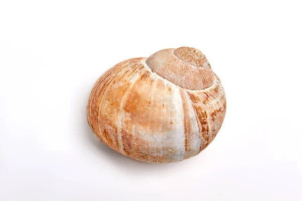 Caracol-do-mar isolado em branco . — Fotografia de Stock