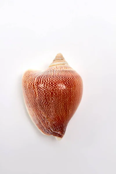 Imagem bonita de concha do mar marrom . — Fotografia de Stock