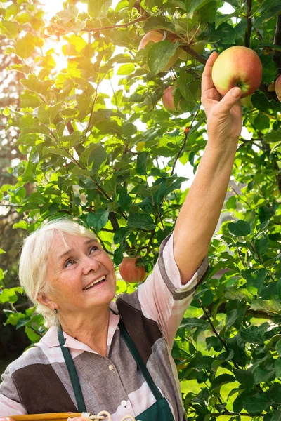 Lady glimlachend en plukken van apple. — Stockfoto