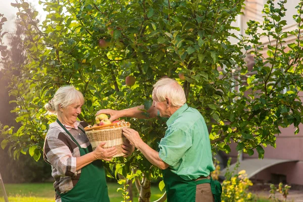Два пожилых человека собирают яблоки . — стоковое фото