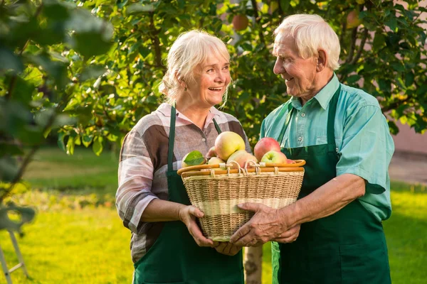 Старая пара держит корзину яблок . — стоковое фото