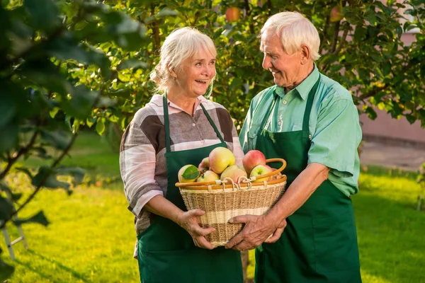 Счастливая пара держит корзину яблок . — стоковое фото