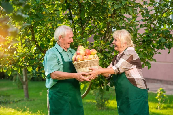 Cheerful couple and apple basket.
