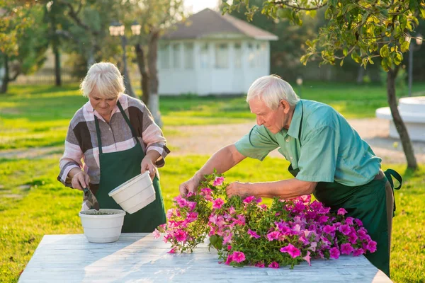 Ανώτερος κηπουροί που εργάζονται με λουλούδια. — Φωτογραφία Αρχείου