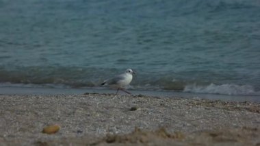 Kıyıdaki martılar.