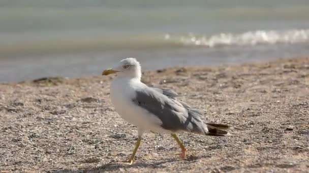 Gaviota caminando en lento-mo . — Vídeo de stock