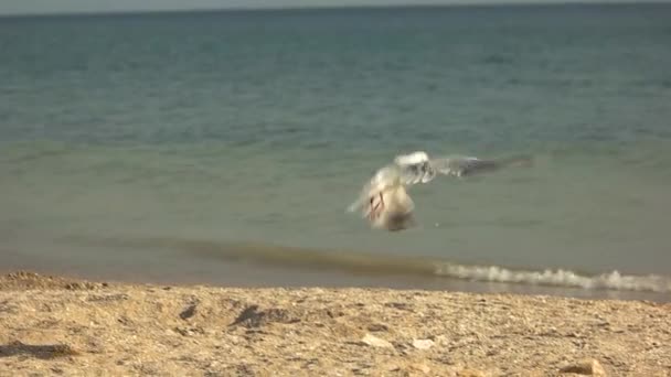 海鸥起飞了. — 图库视频影像