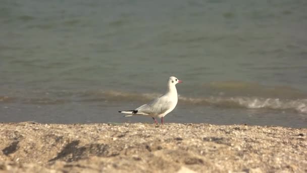 Möwe geht am Ufer spazieren. — Stockvideo