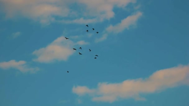 Siluetleri, kuşlar, gökyüzü. — Stok video