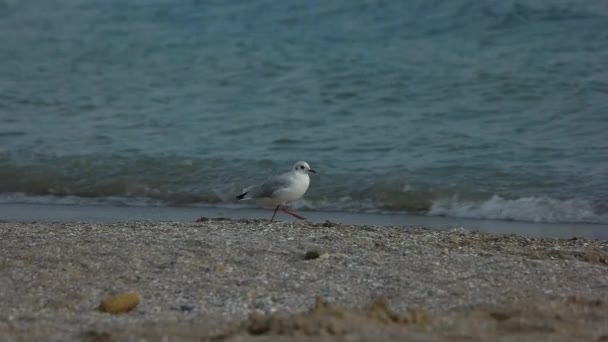해변에 떠 있는 갈매기. — 비디오