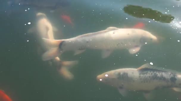 Ryby ve vodě. — Stock video