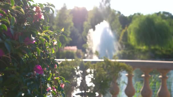 Květiny na pozadí fontány. — Stock video