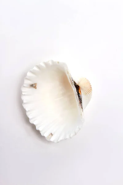 Hřebenatka sea shell, bílé pozadí. — Stock fotografie