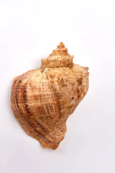 Close up de concha do mar marrom . — Fotografia de Stock