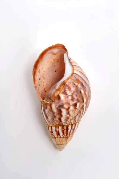 Close-up van de mooie bruine shell. — Stockfoto