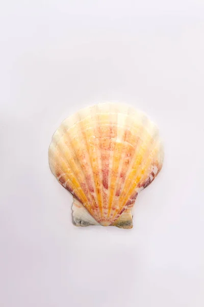 Барвистий молюск на білому тлі . — стокове фото