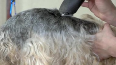 Saç kesimi, uyuşuk getting York korkunç.