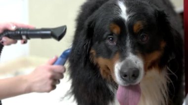 Şirin bernese dağ köpeği yüz.