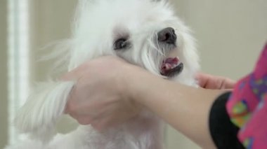 Köpek fırça tarak ile el.