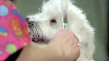 Saç kesimi, uyuşuk almak köpek.