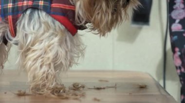 York korkunç yan görünüm.