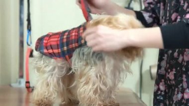 York terrier ve eller.