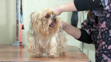 York korkunç, damat elleri.