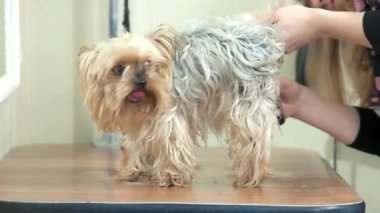 York korkunç vasıl belgili tanımlık damat.