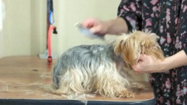 York korkunç penye eller.