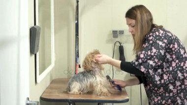 Kadın köpek damat çalışıyor.
