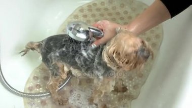 Küçük köpek yıkama eller.