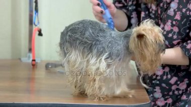 Köpek damat, fırça ile el.