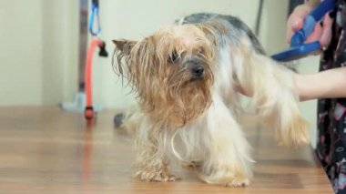 Makro fırçaladı York korkunç.