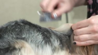 Köpek penye eller yakın çekim.