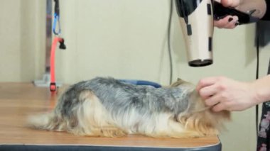 Damat, Fön York korkunç.