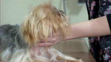 Köpek damat fön kullanma.
