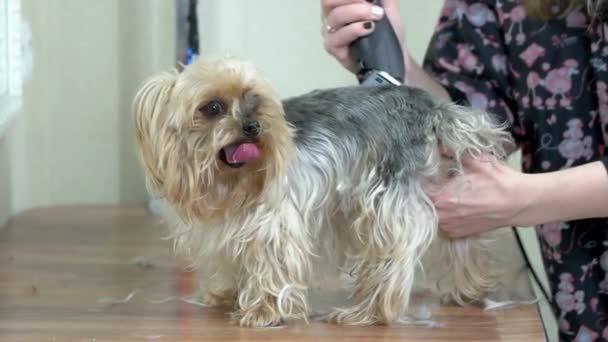 York terrier conseguir corte de pelo, salón . — Vídeo de stock